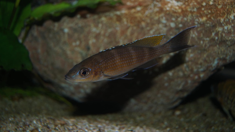 Paracyprichromis brieni 'Milima Island'